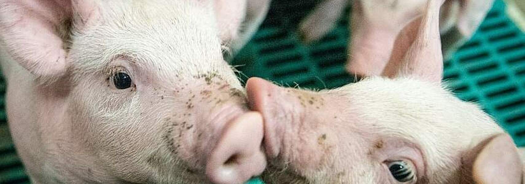 Schweinehaltung unter Druck: Entscheidungen jetzt treffen!