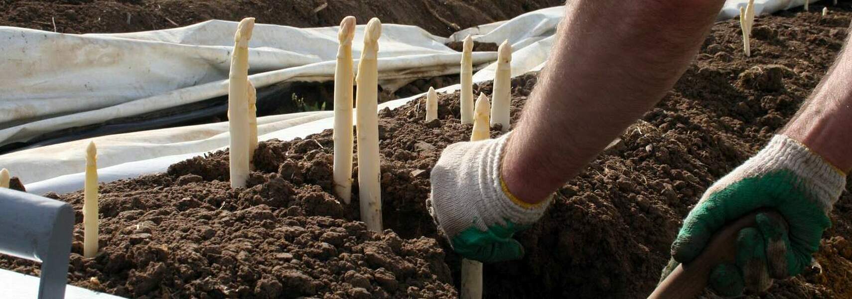 Rukwied: Mindestlohn wird landwirtschaftliche Betriebe zum Ausstieg zwingen