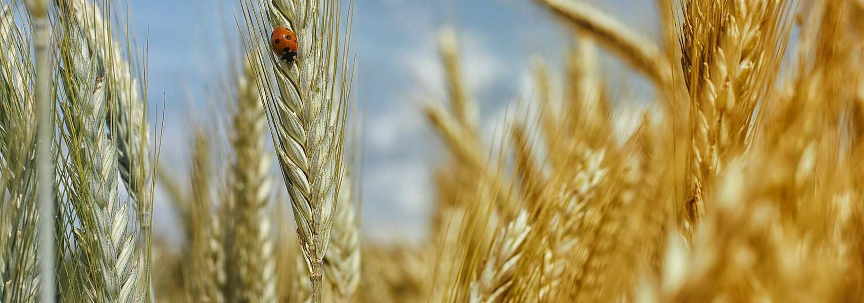 Verbändebündnis fordert Korrektur des Insektenschutz-Pakets