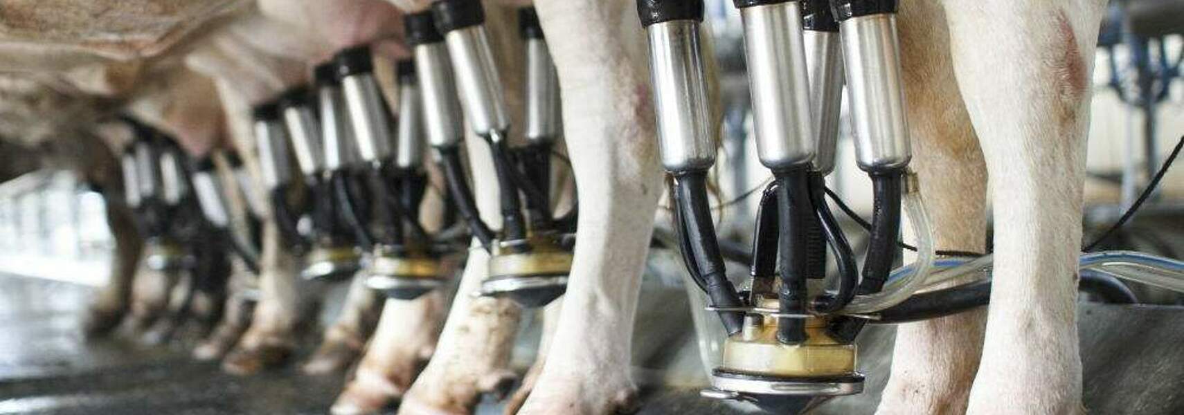 Deutscher Milchsektor benötigt politischen Rückenwind