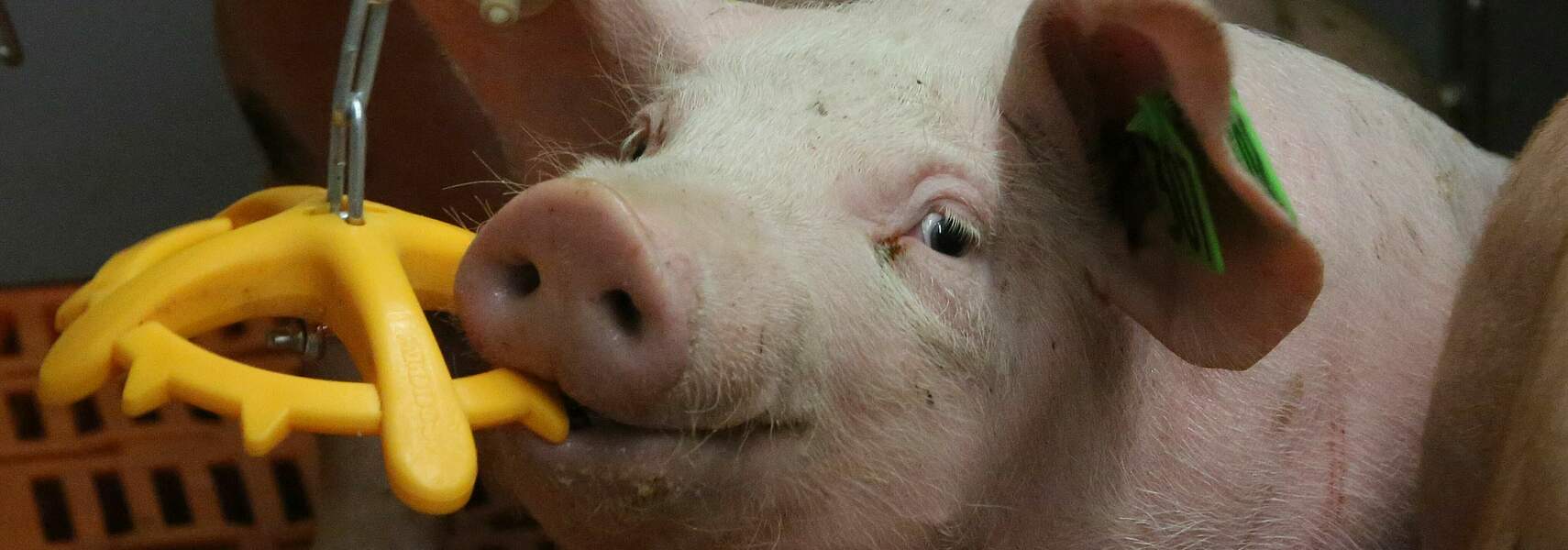 Deutsche Schweinehaltung im Krisenmodus