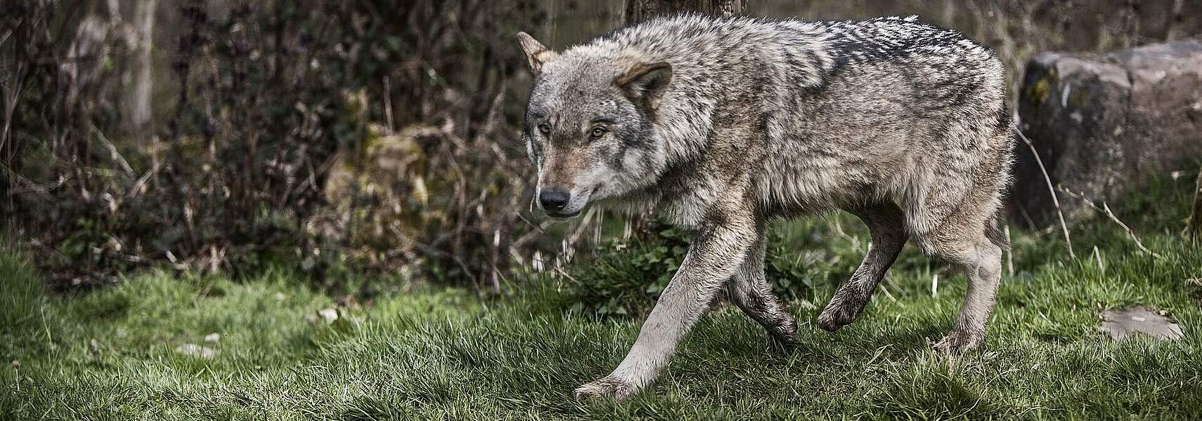 „Tag des Wolfes“ blendet die Wirklichkeit aus