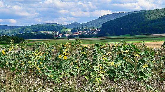 Suchergebnis Vorschaubild