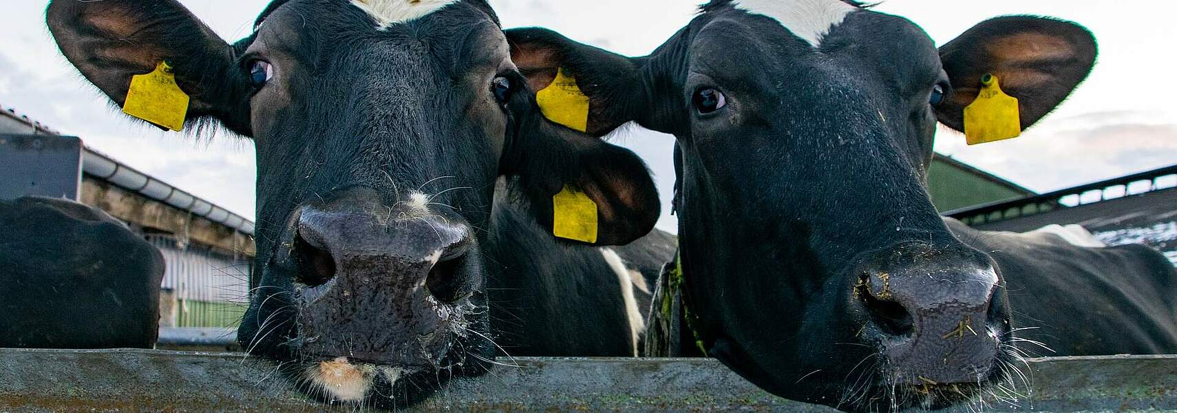 DBV im Gespräch mit Spitzenvertretern der deutschen Molkereiwirtschaft