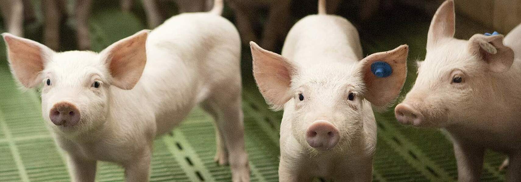 Die heimische Schweinehaltung stärken!