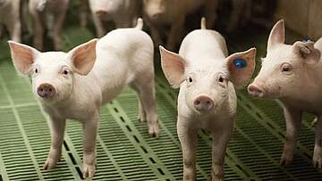 Suchergebnis Vorschaubild