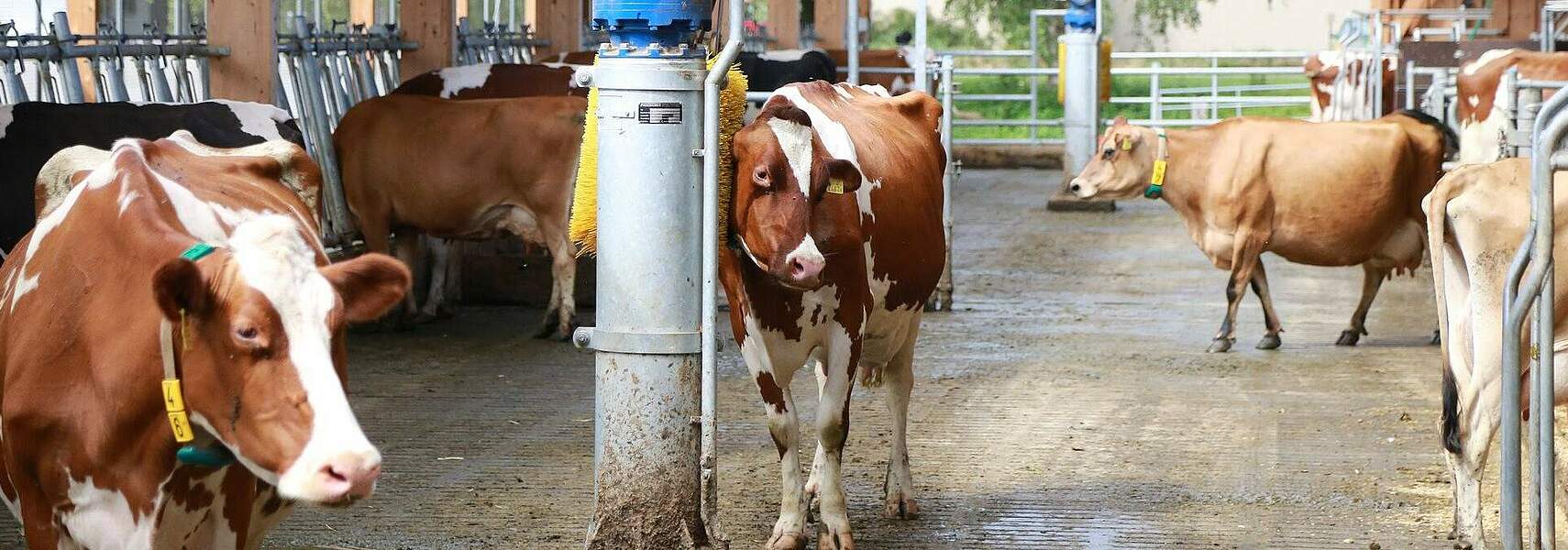 Klimaschutzbericht 2025 bestätigt Leistungen der Landwirtschaft im Klimaschutz