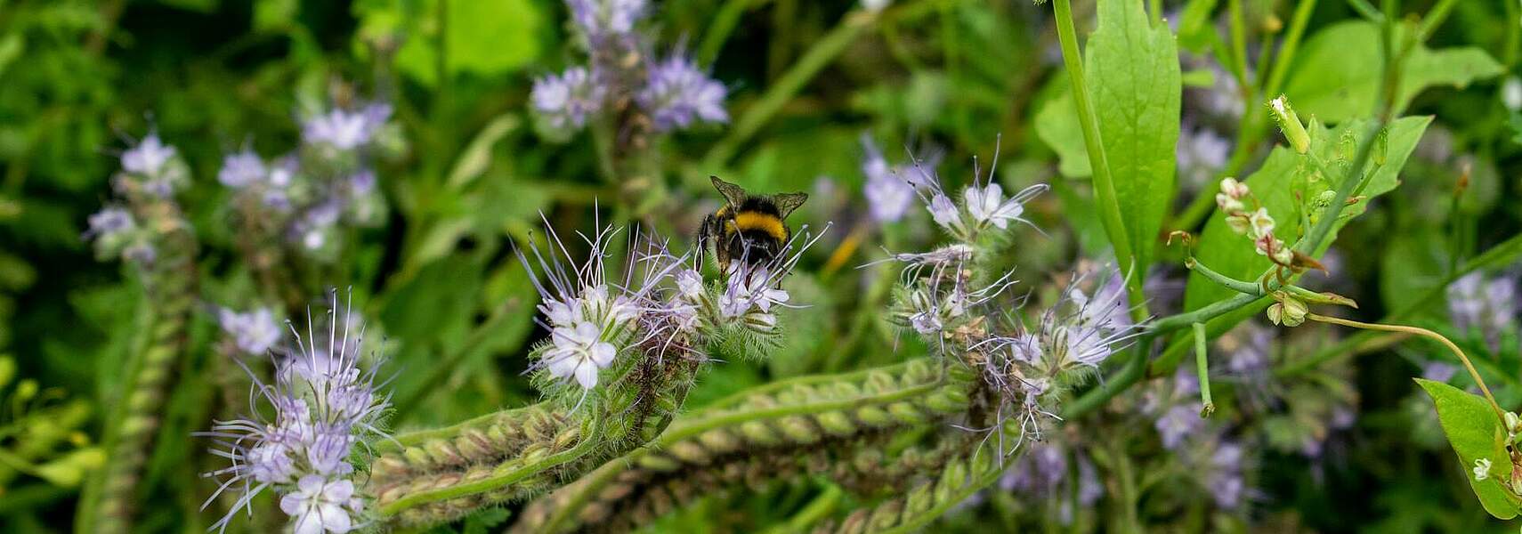 Stärkere Kooperation zwischen Landwirtschaft und Naturschutz