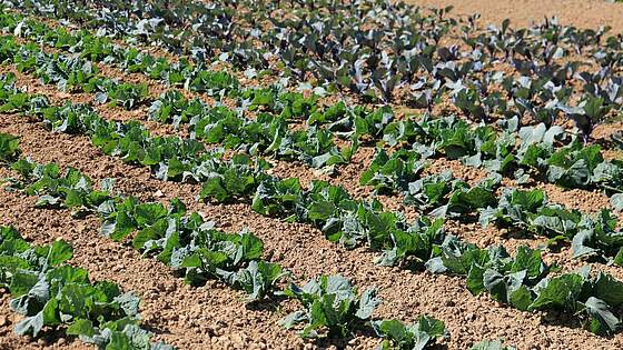 Suchergebnis Vorschaubild