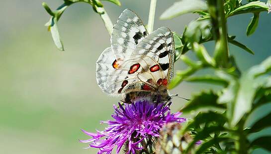 Apollofalter_auf_Skabiosen-Flockenblume_Bauern-_und_Winzerverband_Rheinland-Nassau.jpg