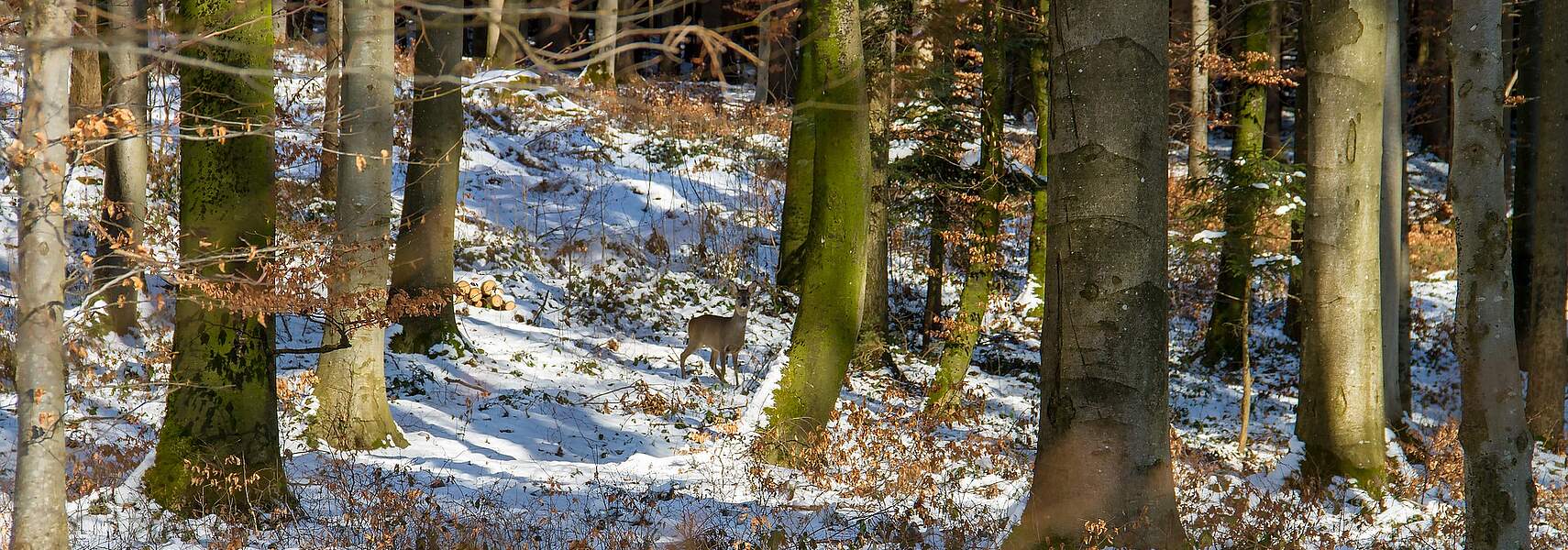 Wald-Wild-Konflikt: Wie muss das neue Bundesjagdgesetz aussehen?