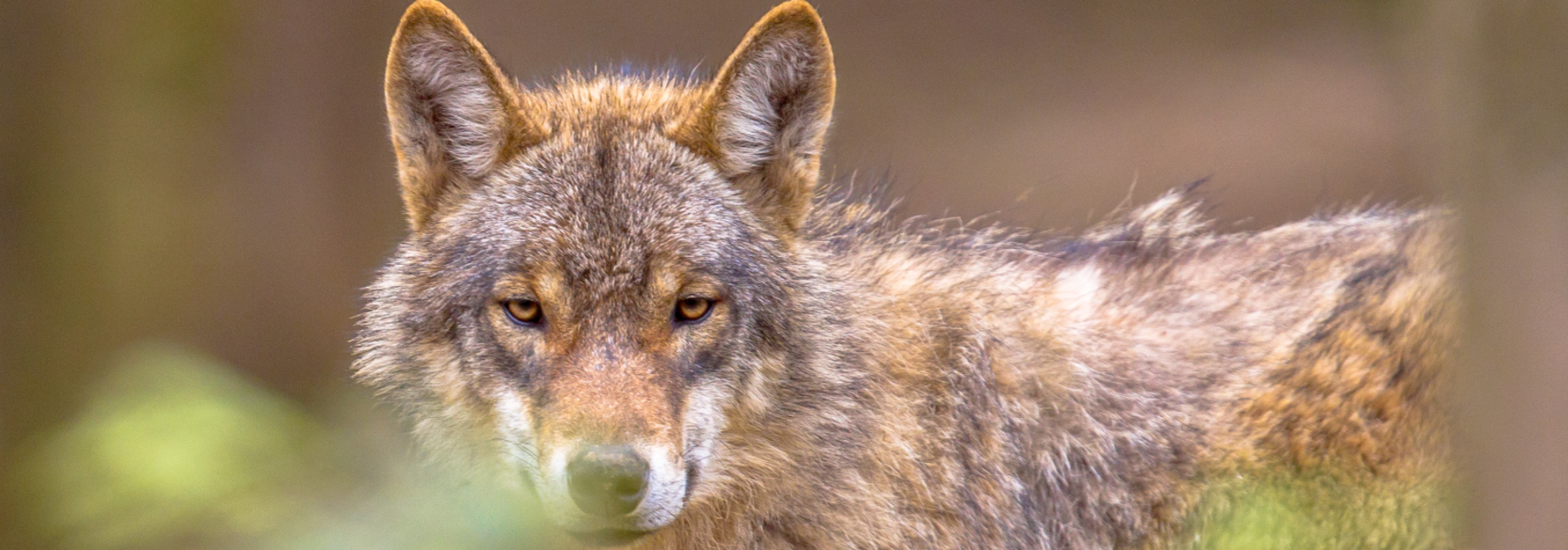 Grünes Licht der EU für Herabstufung des Schutzstatus des Wolfes in Berner Konvention