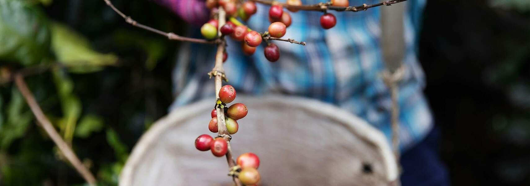 CoffeeXchange-Projekt startet: Deutsch-ugandischer Jugendaustausch für nachhaltige Kaffeewirtschaft