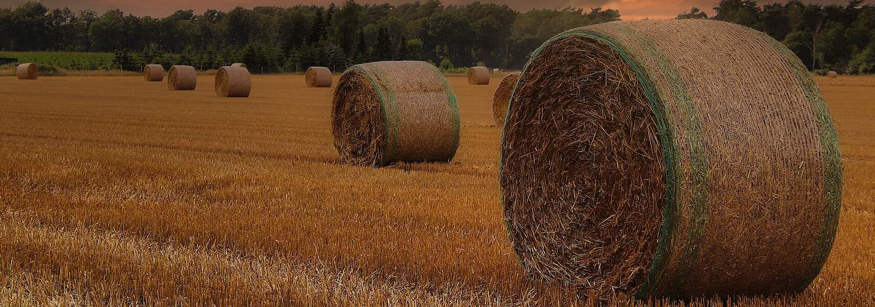 Bauernverband legt durchschnittliche Bilanz für Getreideernte 2025 vor