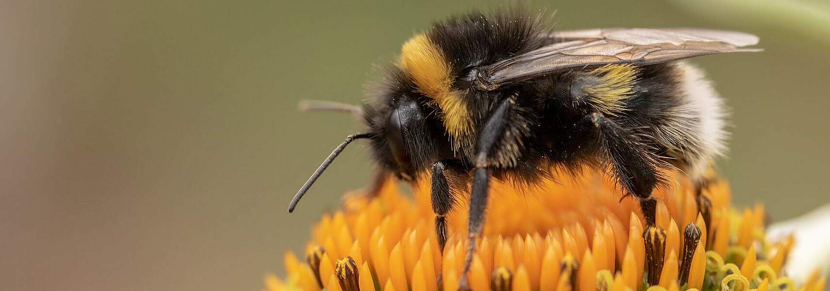 Stellungnahme zum Entwurf Insektenschutzgesetz