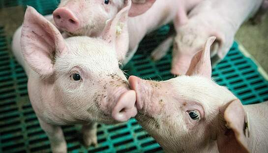 piglet-4133939_pixabay_Ehrecke.jpg