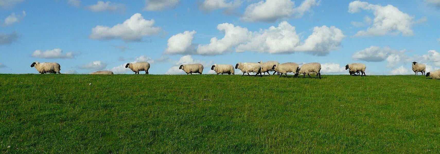 Stärkung von Weidetierhaltung und Grünlandwirtschaft