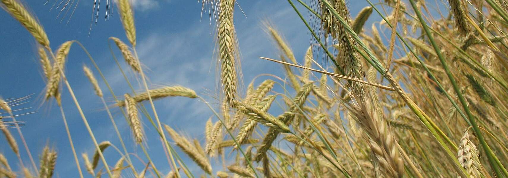 SUR-Entscheidung im Sinne der Ernährungssicherung