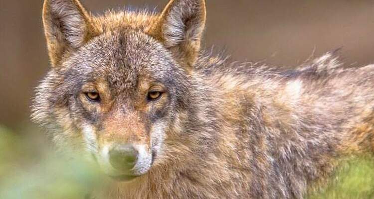 Bestandsmanagement bereits 2026 zur Anwendung bringen - Bundestag muss nachschärfen