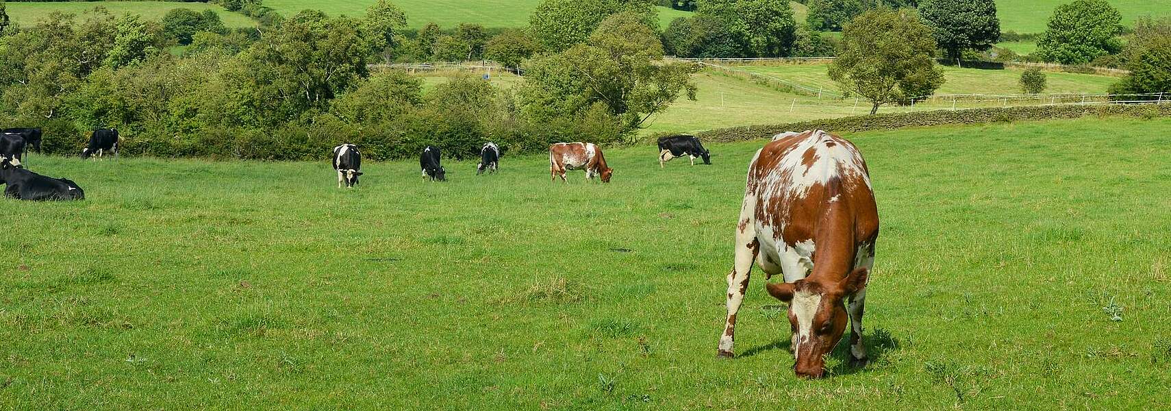 Öko-Tierhaltung: Kurskorrektur fällt aus Öko-Tierhaltung: Kurskorrektur fällt aus