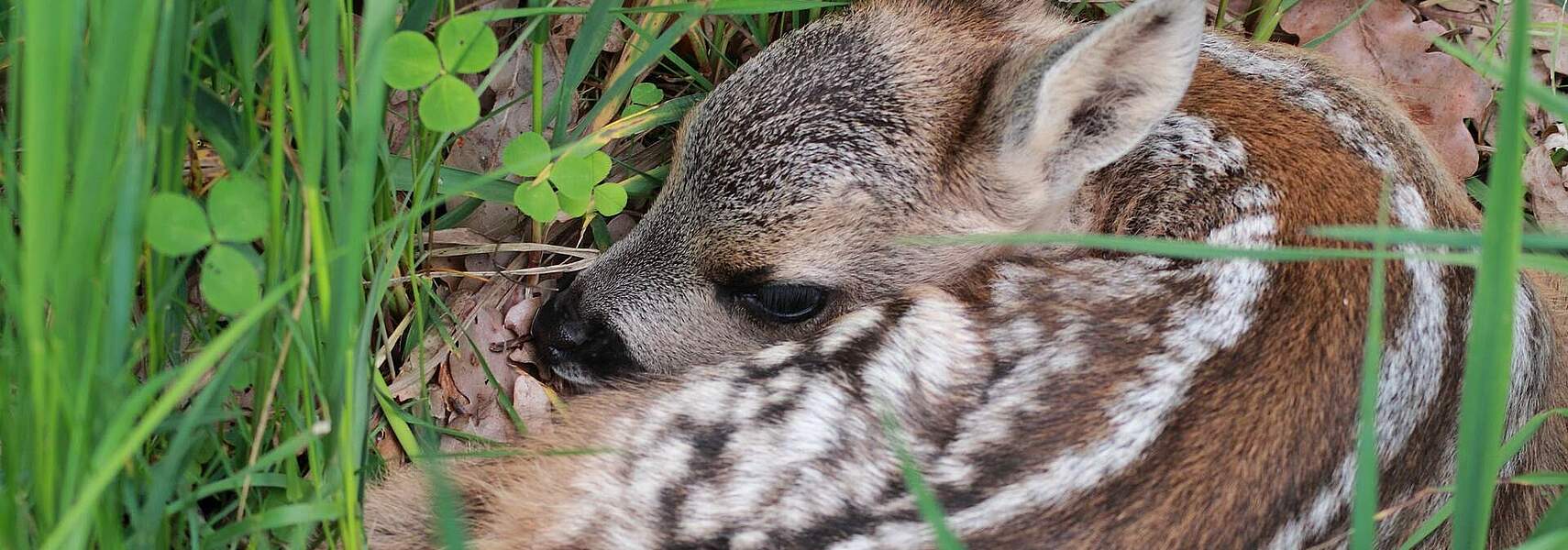 Rehkitze und Niederwild bei der Frühjahrsmahd schützen