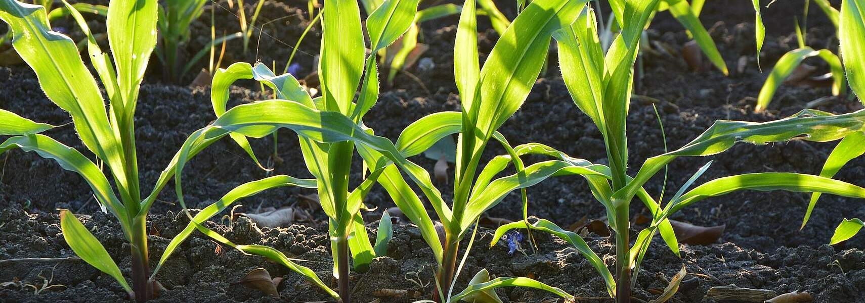 Potenziale der Landwirtschaft zum Klimaschutz bleiben ungenutzt