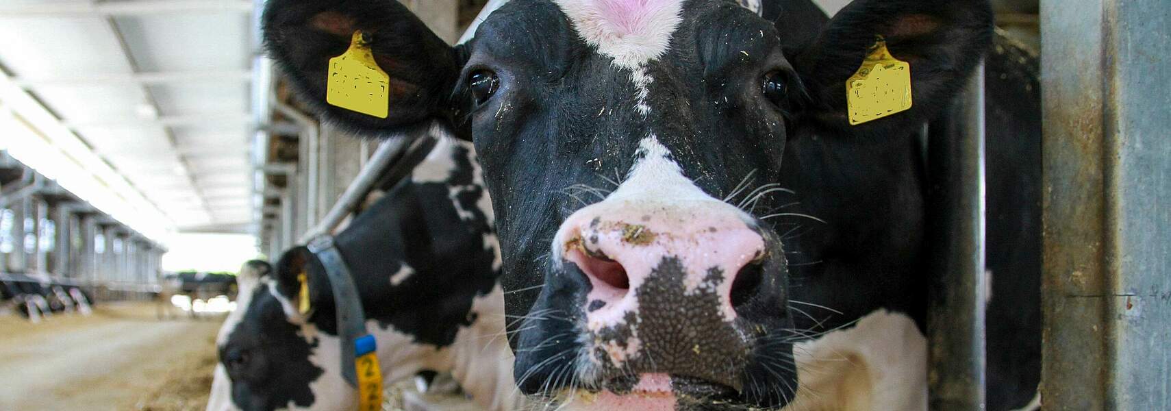 Fachforum Milch auf der Internationalen Grünen Woche