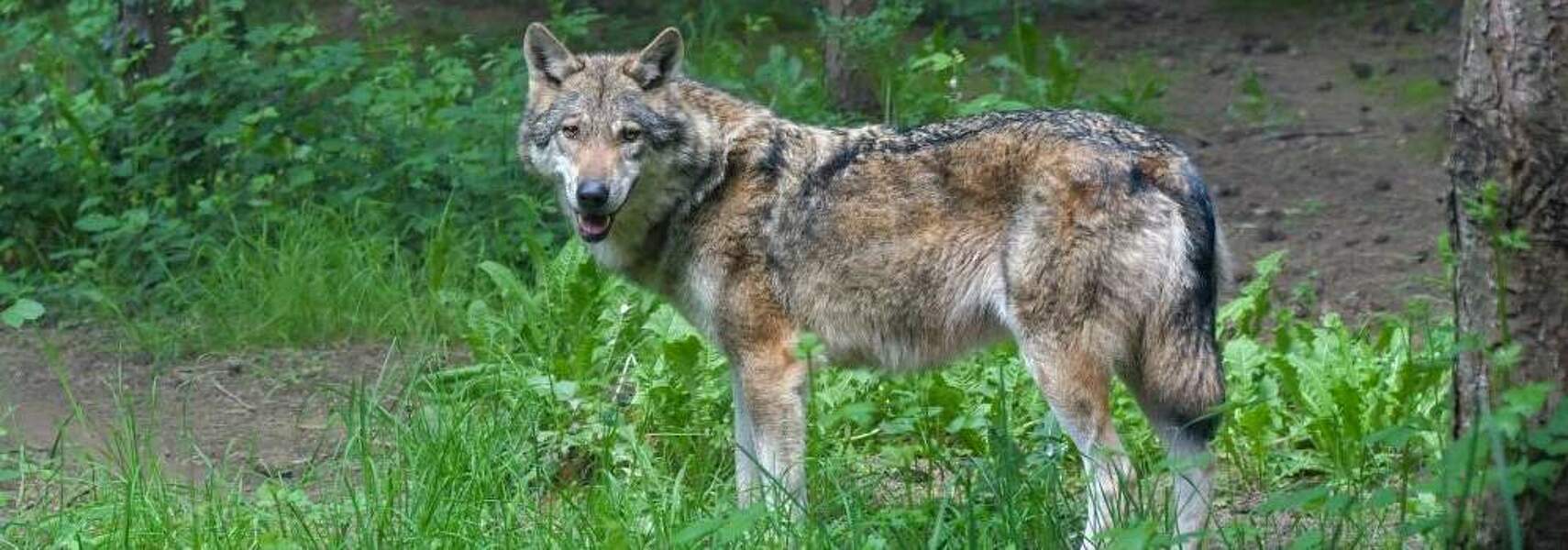 Bauernverband begrüßt Meldung des günstigen Erhaltungszustands des Wolfs an EU-Kommission