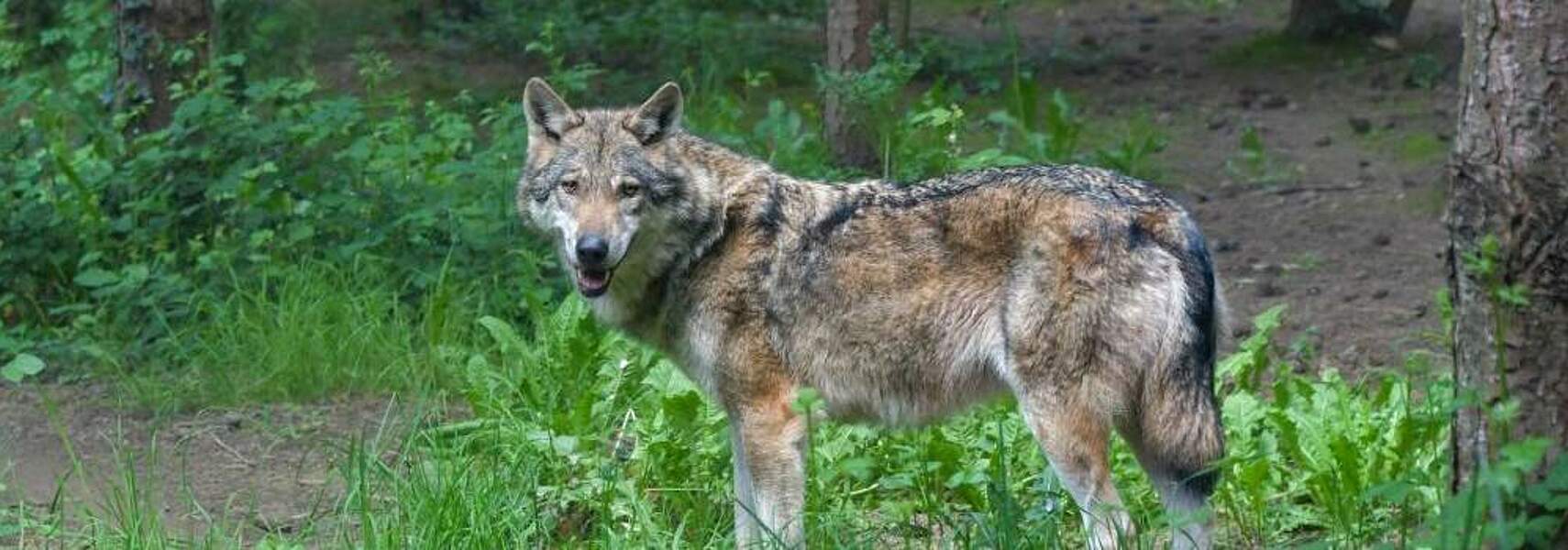 Aufnahme des Wolfs ins Jagdrecht ist gute Entscheidung für die Weidetierhaltung