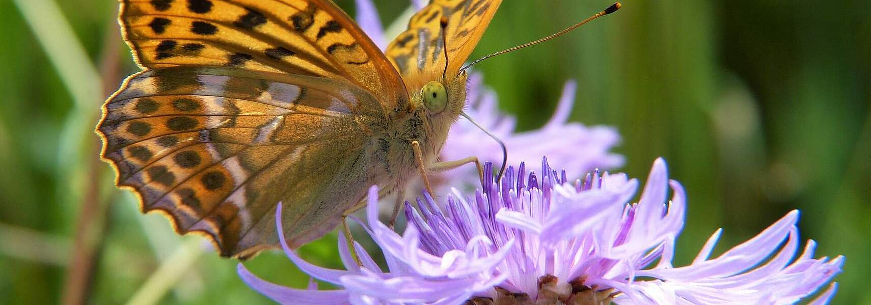 Erfolgreicher Insektenschutz geht nur mit den Bauern und nicht über gesetzliche Auflagen