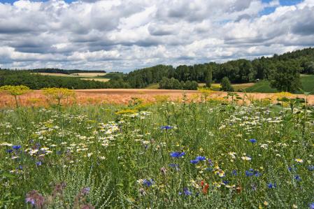 Blühstreifen in Niederbayern