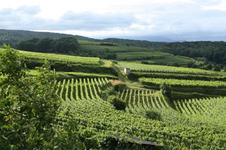 Weinberg in Deutschland