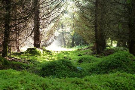 Waldlandschaft