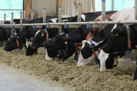 Bauernverband fordert schnelle Entscheidungen bei Milchgipfel