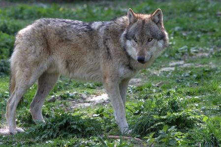 Wolf in freier Wildbahn