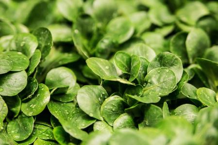 A2_salad-264826_c_ejaugsburg_pixabay.jpg