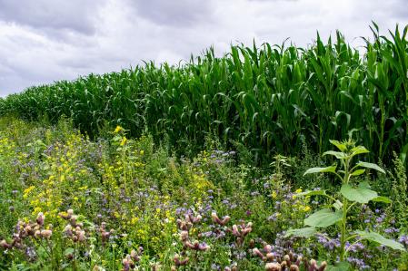 Blühstreifen vor Maisfeld