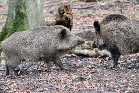 Wildschweine