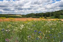 Blühstreifen in Niederbayern