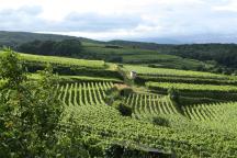 Weinberg in Deutschland