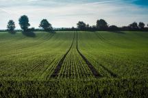 A2_agriculture-2539967_c_Derks24_pixabay