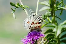 Apollofalter_auf_Skabiosen-Flockenblume_Bauern-_und_Winzerverband_Rheinland-Nassau.jpg