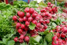 A4_radishes-2331135_c_JuSa2000.jpg