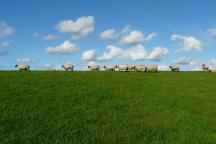 Schafherde auf einer Wiese, blauer Himmel mit Wolken im Hintergrund