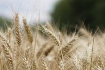 wheat-field-2554356_1920_c_kirahoffmann_pixabay.jpg