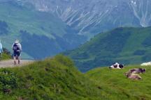 Wanderweg durch eine Kuhwiese