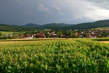 Maisfeld mit Dorf im Hintergrund