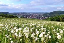 Löwenzahnwiese voller Pusteblumen