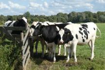 Vier Kühe an einem Holzgatter auf der Weide