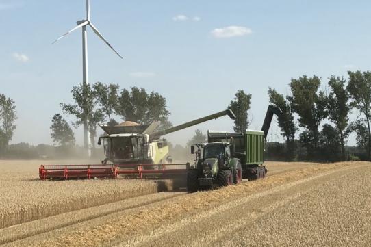 Mähdrescher mit Traktor bei der Weizenernte auf dem Feld